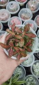 تصویر فیتونیا مینیاتوری جانگل 