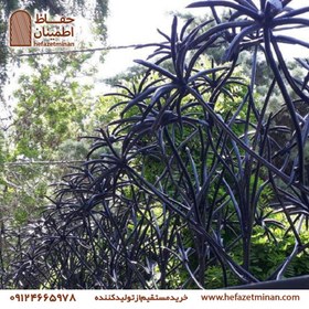 تصویر حفاظ نخل مرداب 