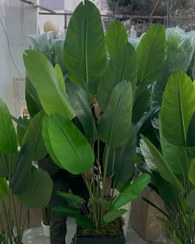 تصویر درختچه مصنوعی نیکولای(پرنده بهشتی) 18 برگ شامل 10 برگ غلاف بزرگ و 8برگ غلاف کوچک ارتفاع 175 سانتی متر 