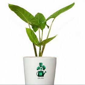 تصویر بابا آدم گلآرون 