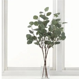 تصویر شاخه گل اکالیپتوس مدل:SMYCKA