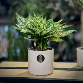 تصویر گیاه آگلونما 