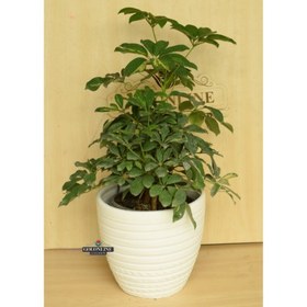 تصویر شفلرا 