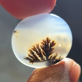 تصویر شجر قائن 