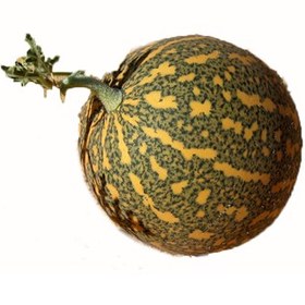 تصویر خیار تلخ حنظل Hanzal