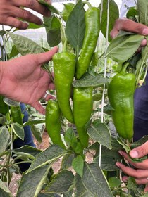 تصویر فلفل کاپی سنیوس 2103 F1 