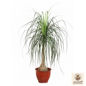 تصویر لیندا کوچک | کد: ZNB-FZP 