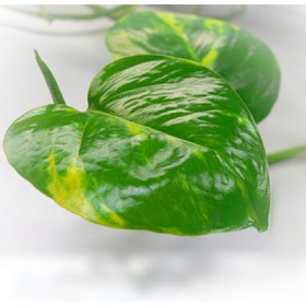 تصویر گل آویز پتوس (512) 