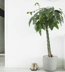 تصویر فروش درخت پول برای تزئین فضای رستوران 