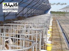 تصویر باکس گوساله 