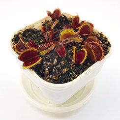 تصویر گیاه حشره خوار ونوس نژاد رد شارک (سایز ۳ مادری)همراه با کرم خشک رایگان 