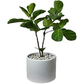 تصویر فیکوس لیراتا کد FL4040-113 