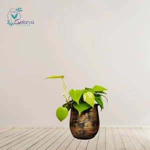 تصویر فروشگاه خانه گل گلوريا