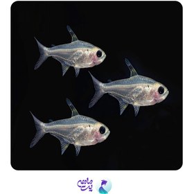 تصویر ماهی تترا پرستیلا ایکس ری سایز 1 تا 2 سانت 