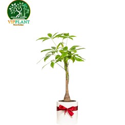 تصویر پاچیرا بزرگ تک تنه (با گلدان سرامیکی) Pachira