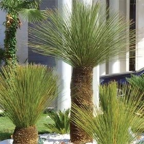 تصویر بذر ساکولنت علف مکزیکی 