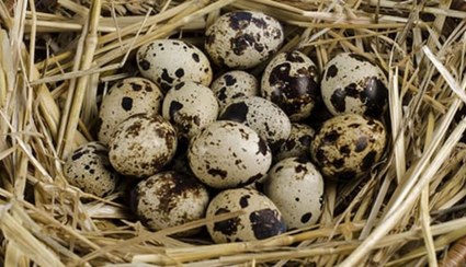 تصویر تخم بلدرچین 