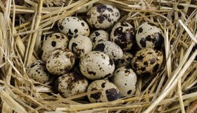 تصویر تخم بلدرچین 