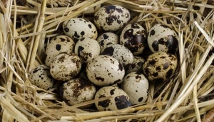 تصویر فروشگاه پخش امیت