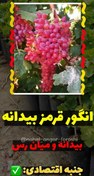 تصویر نهال انگور بی دانه قرمز (ياقوتی) 