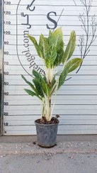 تصویر آگلونما طلایی 