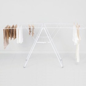 تصویر بندرخت 25 متری سفید برابانتیا 