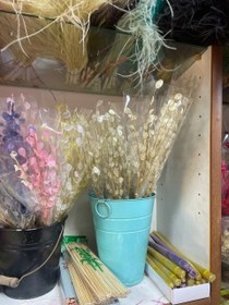 تصویر گل خشک سکه ای کرمی 