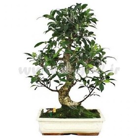 تصویر بنسای جینسینگ 