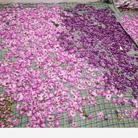 تصویر گل محمدی 