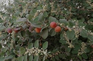 تصویر عسل کنار - 1000گرمی 