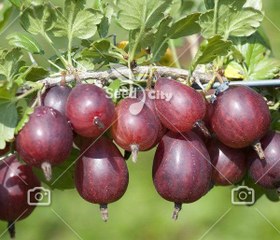 تصویر بذر گوز بری بنفش – Gooseberry 