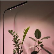 تصویر نور رشد گیاه تک شاخه - ارتفاع 175 سانت 