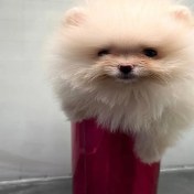 تصویر پامرانین تیکاپ خرسی سفید نر سایز ریز کد 09 