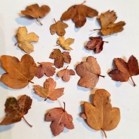 تصویر گل خشک برگ های پاییزی 