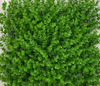 تصویر گرین وال شمشادی 