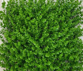 تصویر گرین وال شمشادی 