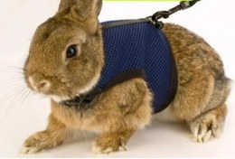 تصویر قلاده کتفی خرگوش 