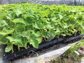 تصویر نشاء خیار روزن سید 