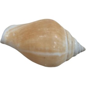 تصویر صدف تزیینی مدل Zm کد 1030 