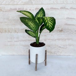 تصویر دیفن باخیا گیاه آپارتمانی مقاوم و دکوراتیو 