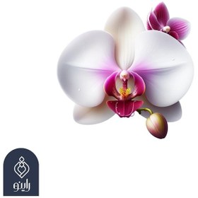 تصویر عطر طبیعی ارکیده (Orkide) 