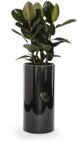 تصویر آگلونما بلک (مشکی) 