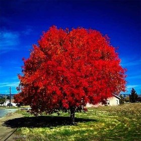 تصویر بذر درخت افرا قرمز 