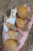 تصویر حلزون آلبینو (آچاتینا) - جوجه حلزون Achatina Albino