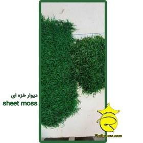 تصویر خزه طبیعی تثبیت شده - sheet moss 