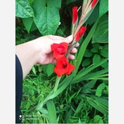 تصویر پیاز گلایل قرمز 