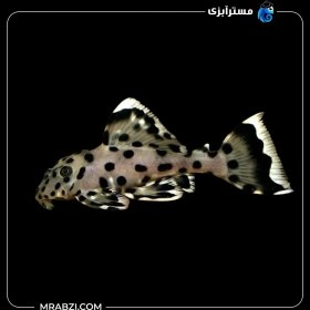 تصویر پلیکو سلطان L264 