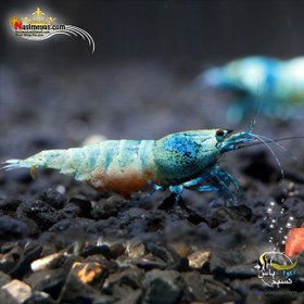 تصویر میگو بلو بولت مهره آبی درجه یک آب شیرین blue bolt shrimp