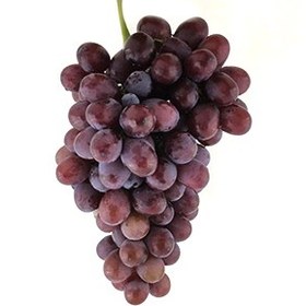 تصویر انگور کندری ارگانیک 
