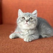 تصویر گربه بریتیش سیلور آنفولد کد 18 